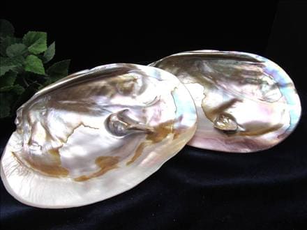 ☆レインボーの輝き！天然淡水パール付き♪☆ナチュラルな貝殻☆激安