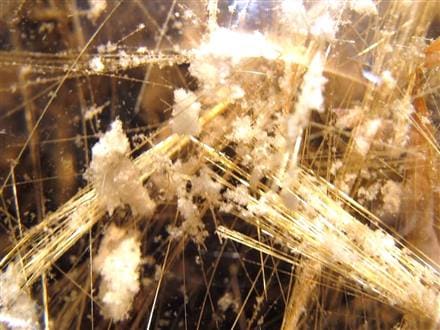 黄金閃光の衝撃】☆輝き炸裂！まるで夜空に咲く黄金花火☆驚愕サイズ