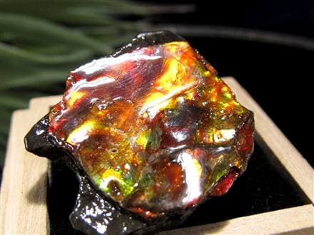 化石　原石　アンモライト　アンモナイト　カナダ産　幅4.1cm 置物　箱付き カナディアン アンモライト 原石 ハイグレード (8-721) | AMMMOLITE MUSIUM