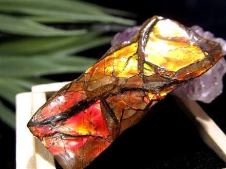 カナダ産　アンモライト　化石　原石　幅8.5cm 箱付き カナダ産アンモライト化石原石幅8.5cm 箱付き