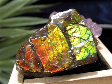 ネックレス｜超強力パワー！標本としても◎｜化石宝石　ドラゴンスキン・アンモライト ネックレス｜超強力パワー！標本としても◎｜化石宝石 ドラゴンスキン