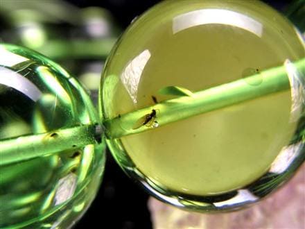 ◇存在感抜群の大珠◇発色美しいリトアニアアンバー◇キラキラの珠や虫
