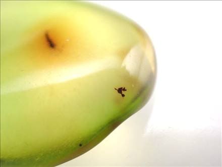 ◇少量限定！激レア◇天然極上品！虫入り琥珀◇古代の息吹が宿る樹液の