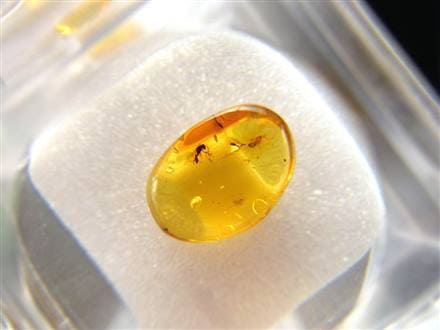 ◇超人気琥珀◇極上煌きスパークル◇樹木由来の生命力◇東欧の