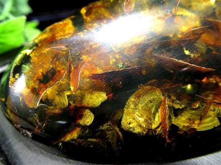 ◇限定入荷！◇超超超レア！厳選品◇巨大昆虫入り!!◇樹木由来の生命力