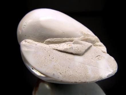 ☆激レア！☆長い時間をかけてアゲート化した貝の化石☆やわらかで