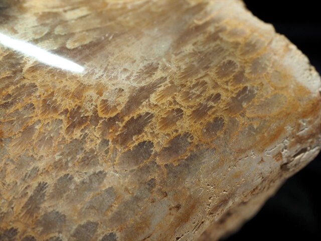 ☆貴重！☆神秘的な珊瑚の化石☆古代から伝わる！魔除け・健康の