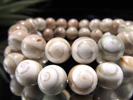 珊瑚礁の中の希少な ケオン A イシカブラ 貝殻 パワーストーン 標本