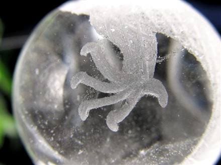 ◇運気上昇・開運の象徴◇透明度抜群◇縁起物！願いが叶う