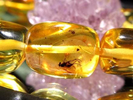 ☆古代の昆虫を閉じ込めた琥珀☆約4000万年前の神秘☆透き通る