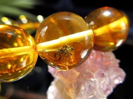 ☆存在感抜群の大珠☆圧倒的な希少性！☆4千万年前の虫が  