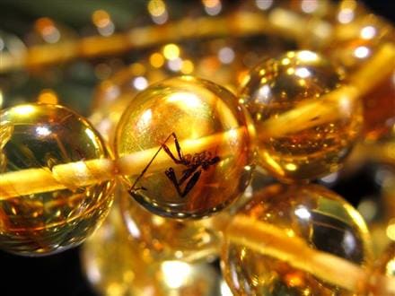 ☆早い者勝ち！少数限定☆圧倒的な希少性！☆4千万年前の虫が入った