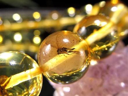 ☆存在感抜群の大珠☆圧倒的な希少性！☆4千万年前の虫が