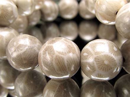 ☆花咲く珊瑚模様☆希少！珊瑚の化石☆穏やかな色彩が織りなす優美な