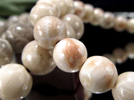 ☆花咲く珊瑚模様☆希少！珊瑚の化石☆穏やかな色彩が織りなす優美な