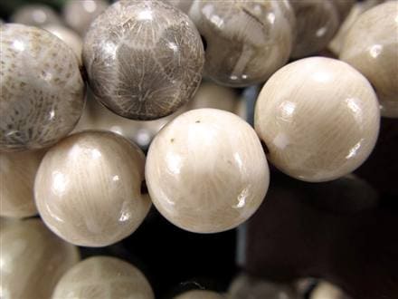 ☆花咲く珊瑚模様☆希少！珊瑚の化石☆穏やかな色彩が織りなす優美な