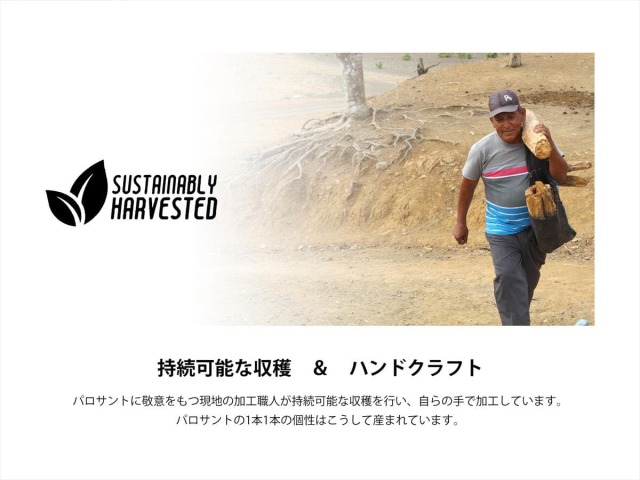 ◇ペルー産 パロサントスティック◇聖なる樹 ホーリーツリー