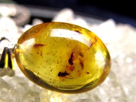 虫入り　天然琥珀　アンバー　美品　大ぶり　希少　化石宝石　1点物　虫入り琥珀 虫入りアンバー(琥珀) 6.8g｜天然石や化石 通販のキラリ石