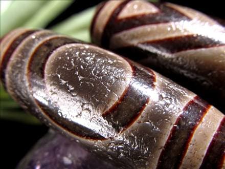 ◇流通量が少ない激レア品！◇最高級！馬蹄痕天珠◇黒鳶赤紋（くろとび