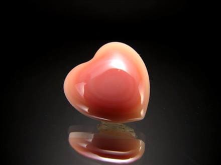 ☆激レア！ぷっくりハート型☆貝の女王！クイーンコンク☆極上天然桃色