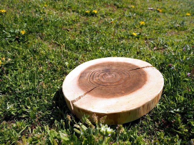 台座 木の切り株 天然木 【公式通販】