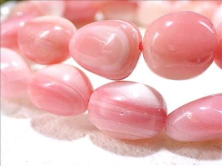 クイーンコンクシェル大物激レア