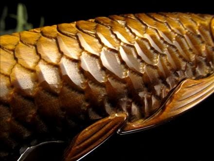 ☆繊細彫刻！龍魚と呼ばれる古代魚☆権力や繁栄、事業の発展の