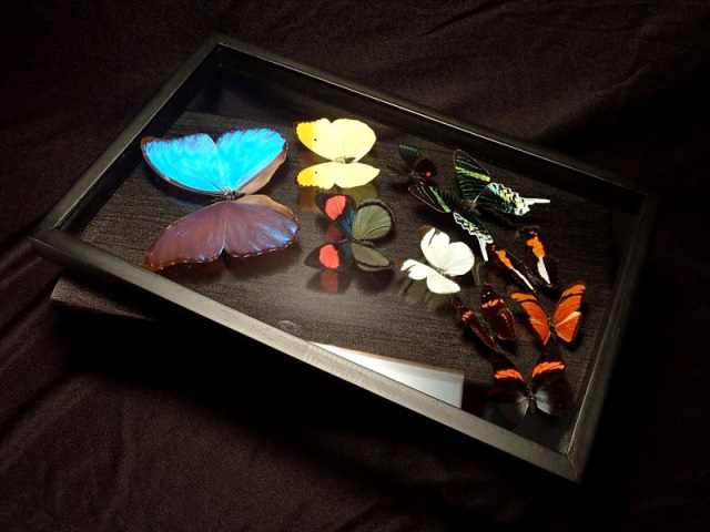 蝶の標本 　舞う宝石の世界(1A) 蝶の標本 宝石のようなモルフォチョウの世界(1A) - メルカリ