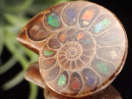 美麗　アンモライト　化石 形状お任せ マダガスカル産 虹色アンモナイト M 1個 白亜紀 化石