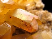 アーカンソー産ゴールデンヒーラー クラスター