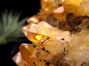 アーカンソー産ゴールデンヒーラー クラスター