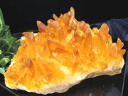 アーカンソー産ゴールデンヒーラー クラスター