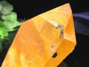 アーカンソー産ゴールデンヒーラー クラスター