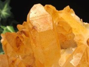 アーカンソー産ゴールデンヒーラー クラスター