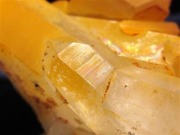 アーカンソー産ゴールデンヒーラー クラスター