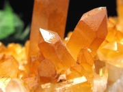 アーカンソー産ゴールデンヒーラー クラスター