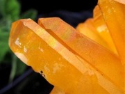 アーカンソー産ゴールデンヒーラー クラスター