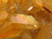 アーカンソー産ゴールデンヒーラー クラスター