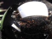 黒水晶・モリオン