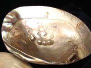 イケチョウガイ皿