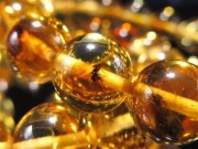 虫入りアンバー