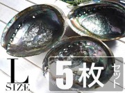 アバロンシェル アバローニ アワビ貝 貝器 皿