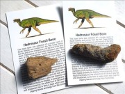 恐竜の骨 化石 ダイナソーボーン カボション 恐竜の化石