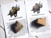 恐竜の骨 化石 ダイナソーボーン カボション 恐竜の化石