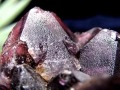 アメジスト 紫水晶 クラスター インド マハーラーシュトラ州産 原石