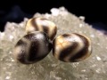 至純 朱砂 馬蹄痕 小天珠 水紋虎牙天珠