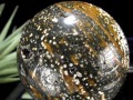 オーシャンジャスパー オビキュラージャスパー ジャスパー 碧玉 丸玉 スフィア