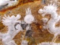 ガーデンルチルクォーツ 庭園水晶 龍神 五本爪龍 置物