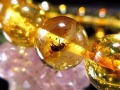アンバー 琥珀 虫入り琥珀 ブレスレット 虫入りアンバー 化石