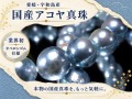 アコヤ真珠 アコヤパール 国産真珠 宇和島真珠 本真珠 パールブレスレット 真珠ブレスレット パール 真珠 シェル